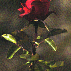 acb_Works_Souvenir_Every_Rose_Has_Its_Thorn.jpg