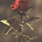 acb_Works_Souvenir_Every_Rose_Has_Its_Thorn